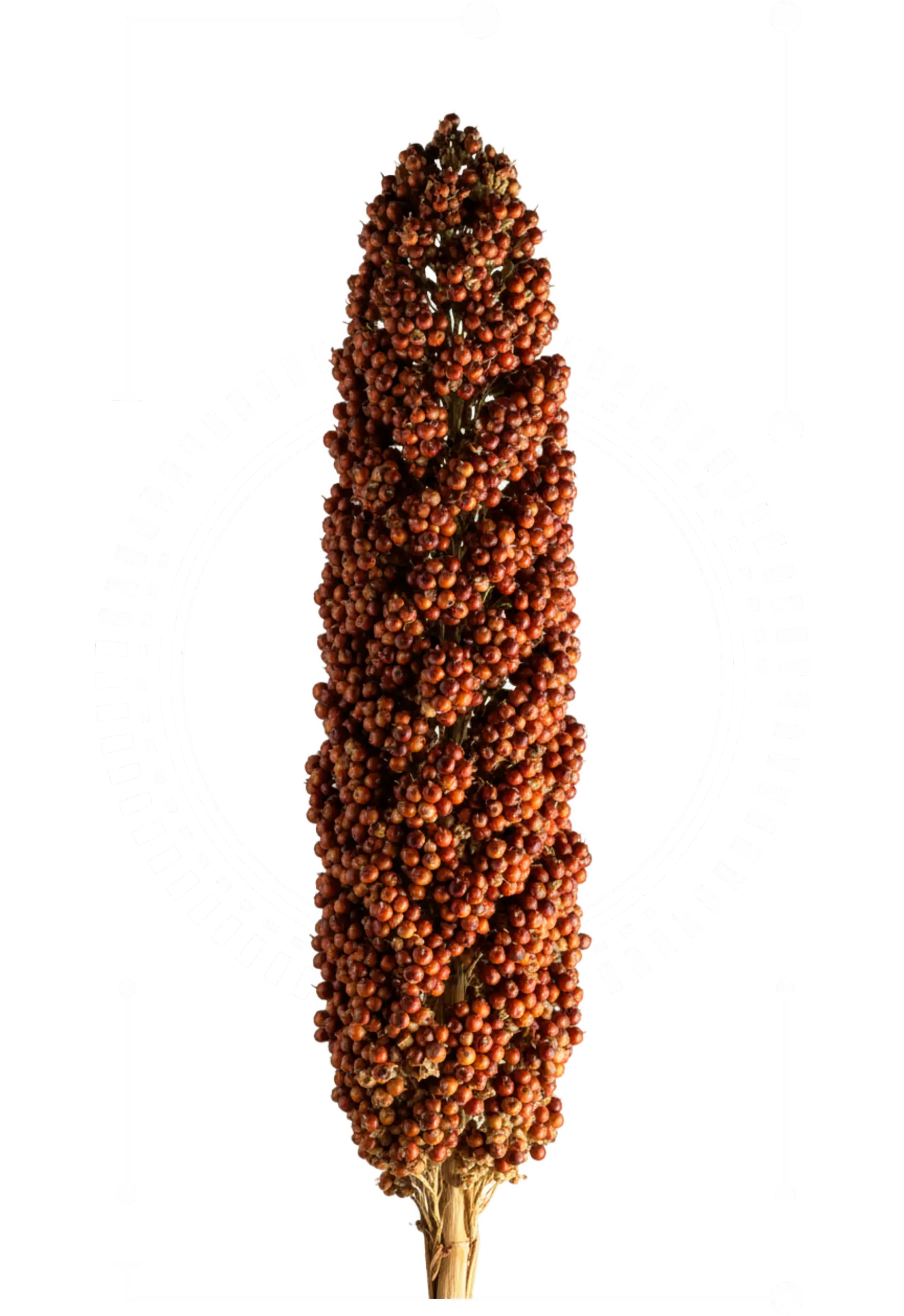 Tecnología Suron